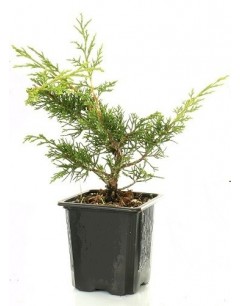 Juniperus Itoigawa